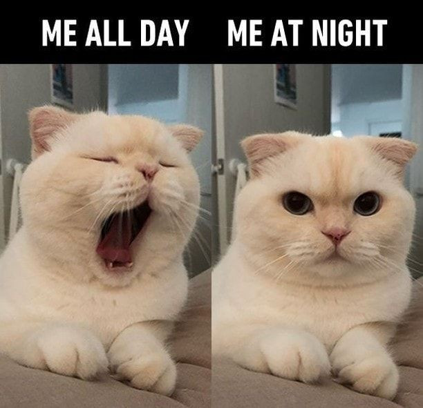 A meme with two cats. The first cat, yawning, has a caption of 'Me all day'. The second cat looks like she is awake and slightly irritated, with a caption of 'Me all night'