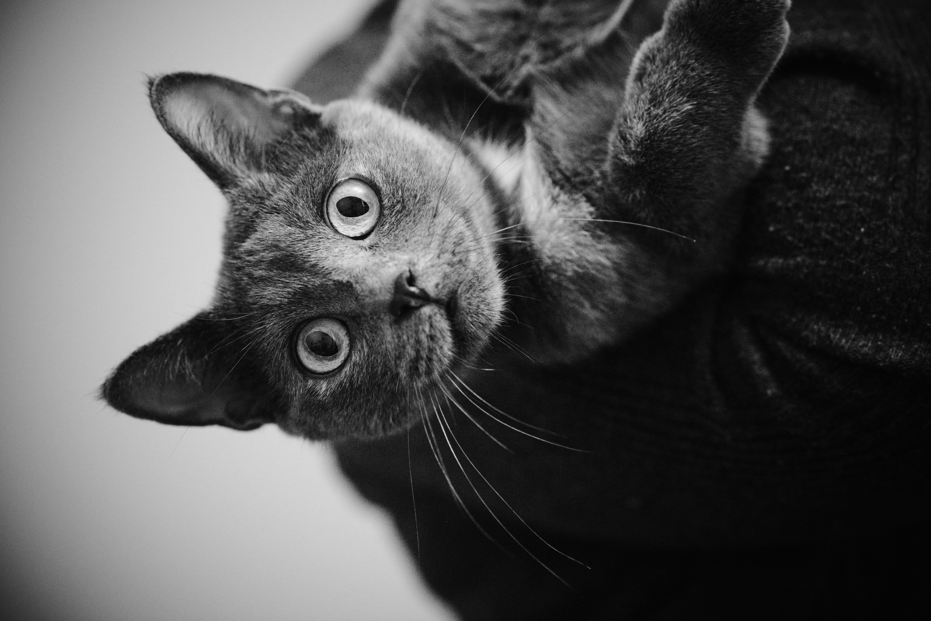 Black and white photo of a kitty in someone's arms, head cocked sideways