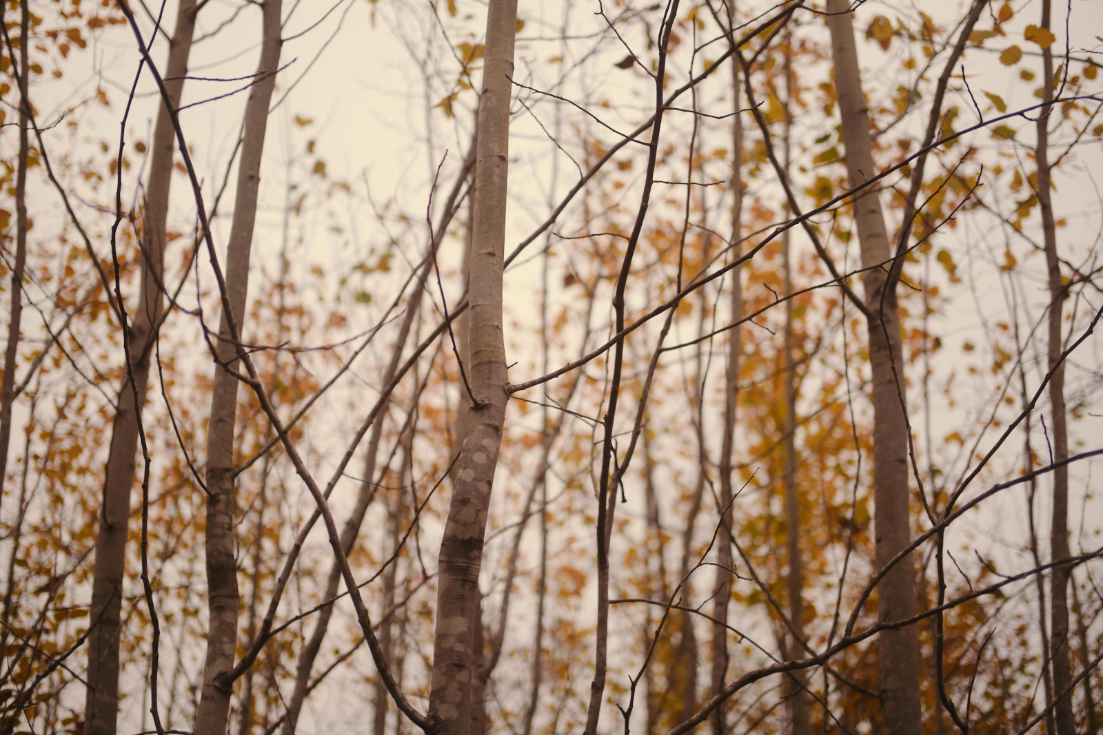 medium length shot of aspen trunks, with sparse, yellow leaves on them. The whole image has a slight coffee tone and looks like it was taken toward the end of an overcast fall day