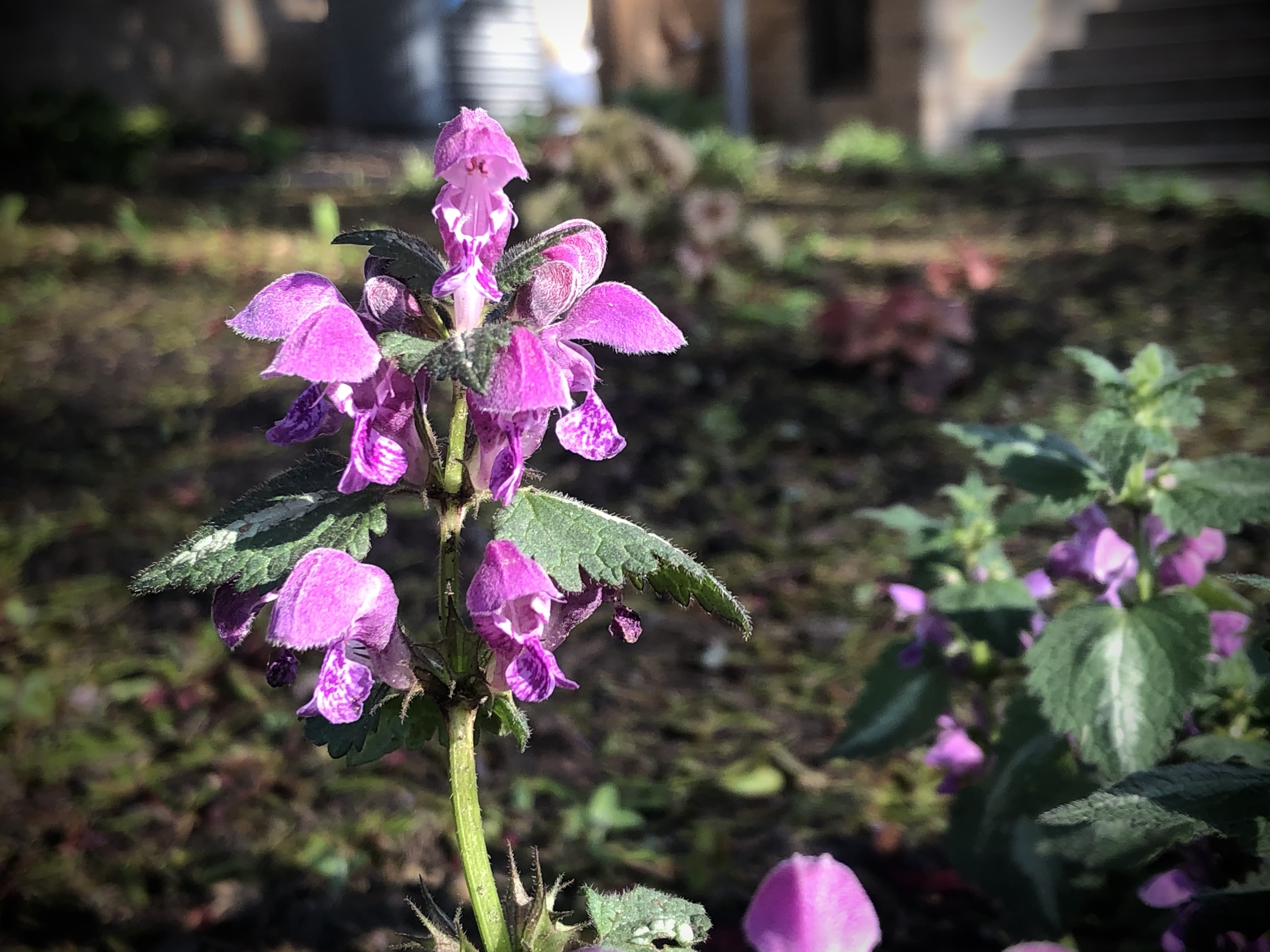 Close up of little purple flowers in morning sunlight